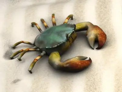 Fiddler crab sea crab shell crab 3D model