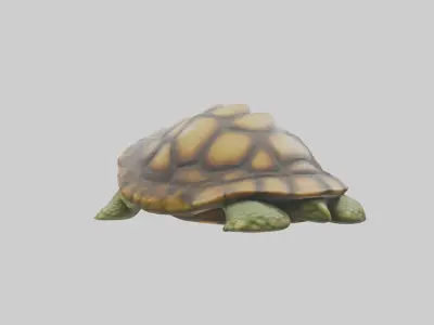 Sleeping Turtle Model Low-poly 3D model