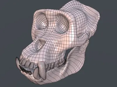 Male Gorilla Skull Refined Scan 3D model