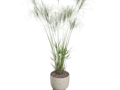 Cyperus Nofretete 01 3D model