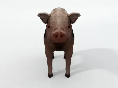 Mini Pig Low-poly 3D model