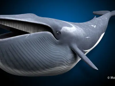 Fin Whale 3D model