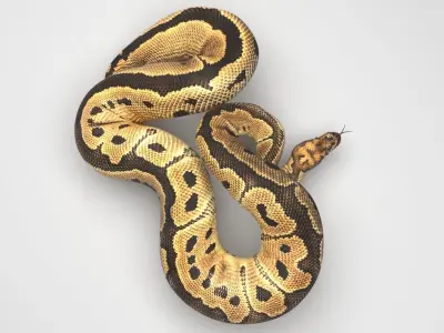 Clown Ball Python Snake 3D model