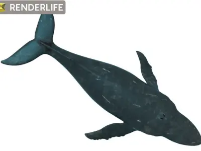 Humpback Whale with animation 3D model
