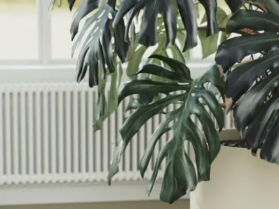 300cm Accurate high-poly Monstera Deliciosa in pot 3D model 3D model