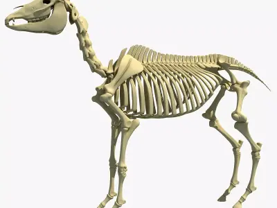 Horse Skeleton 3D model