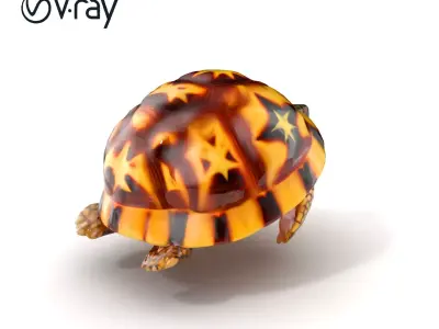 Indian Star Tortoise Realistic Shell model pack Low-poly 3D model
