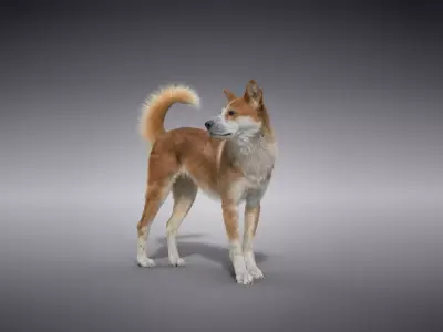 Chinese Rural Dog Animated VFX Grace 3D model