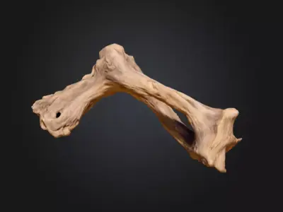 Twisted Driftwood Arch Low-poly 3D model