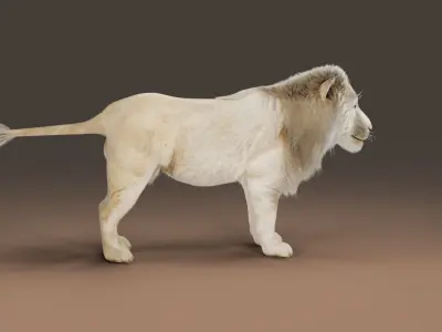 3D Fur White NO Lion Rigged Low-poly 3D model
