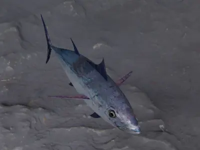 Longtail tuna Low-poly 3D model