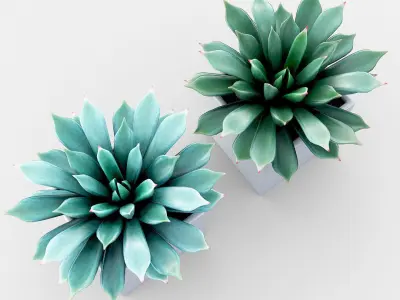 Potted Plant - Succulents  3D model