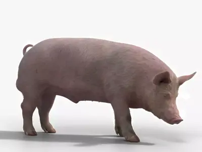 Male Pig with 2 Animations VFX Grace 3D model
