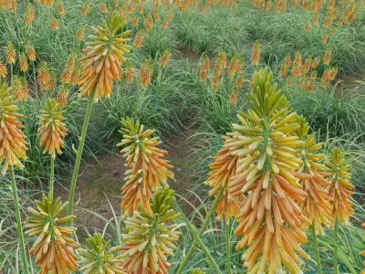 Kniphofia triangularis 3D model