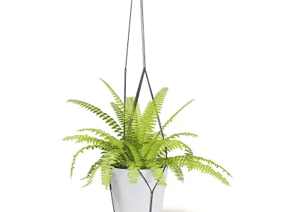 Fern 3D Model in Hanging Pot 3D model