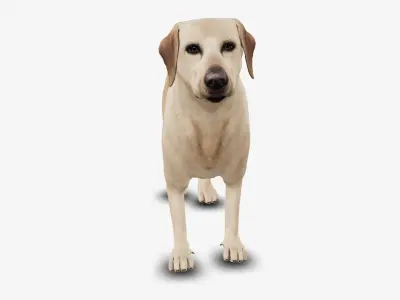 Dog Labrador Low-poly 3D model