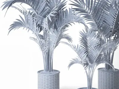 Palm Howea 3D model