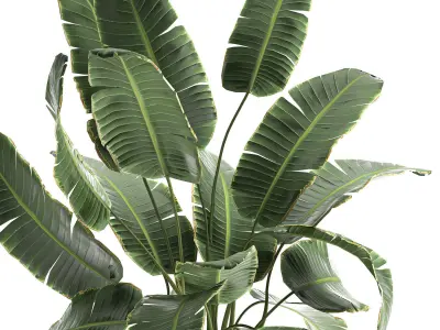 Banana palm in a luxury flowerpot 794 3D model