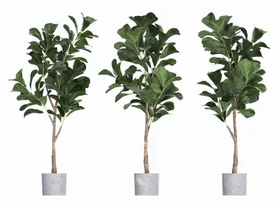 Artificial Ficus Plant in Pot 3D model