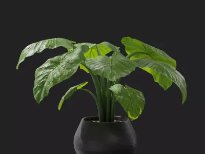 Interior Plant Elephant Ear 3D model