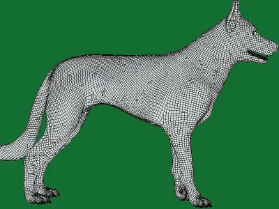 Australian Kelpie Dog 3D model
