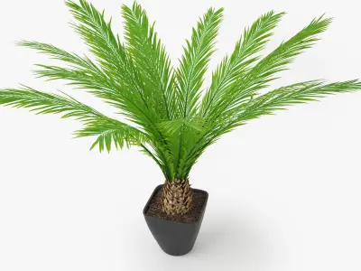 Palm Tree in Pot 3D model