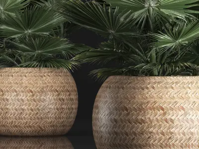 fan palm in the basket 3D model