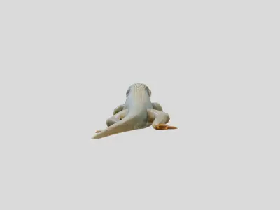 Realistic Lizard Reptile Model for Game and Animation Low-poly 3D model