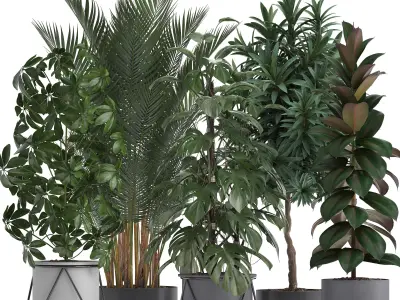 Collection of ornamental plants 3D model