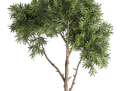 Decorative tree in a black flowerpots 743 3D model