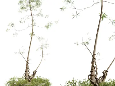 AV HousePlants Japandi Minimalism Ficus Dracaena Marginata20 3D model