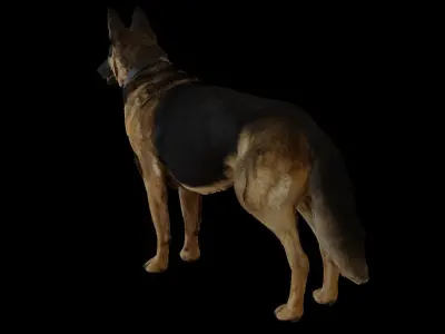 German Shepherd  Low-poly 3D model