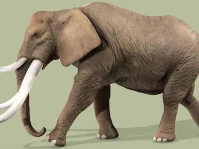 ELEPHANT RIGGED ANIMATED 5 Low-poly 3D model