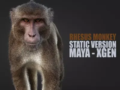 Rhesus Monkey Static Xgen core 3D model