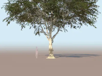 3 Ficus nitida trees 3D Model Collection