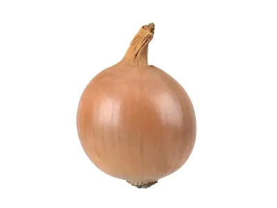 Photorealistic Onion 3D Scan 3D model