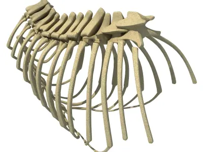 Animal Rib Cage  3D model