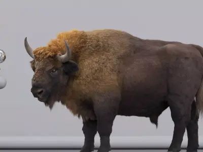 3D European bison    3D model
