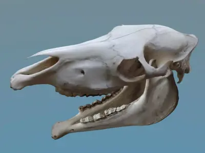 Full Horse Skull 3D model