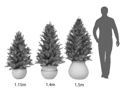 Pine trees in pots 3D model