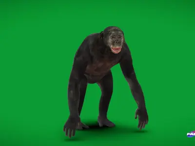 Pygmy Chimpanzee Bonobo Ape Low-poly 3D model