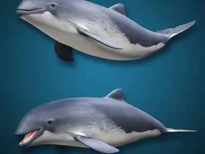 Harbour Porpoise 3D model