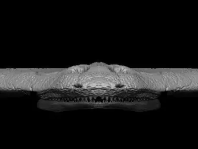 Diplocaulus Skull 3D model