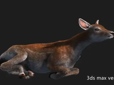 hair effect deer  3D model