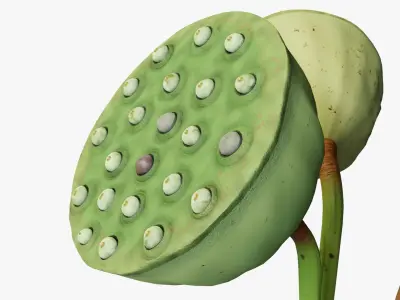 Lotus seed pods 3D model