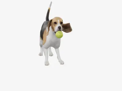 dog beagle 3D model
