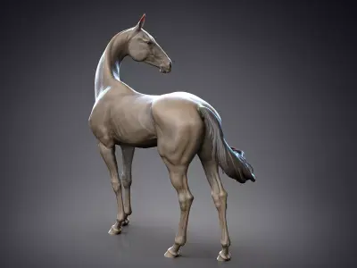 Akhal-Teke horse standing I 3D Sculpting 3D print model