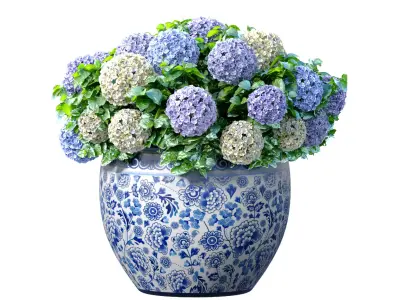 Hydrangea in a vase pot  for decoration Indoor plant 3D model