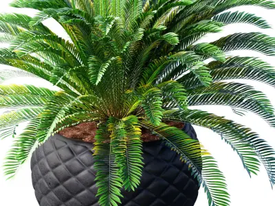 Decorative Evergreen Cycas Palm Tree in modern outdoor flowerpot 3D model