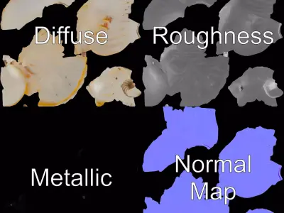 Elegant Nautilus Shell model pack Low-poly 3D model